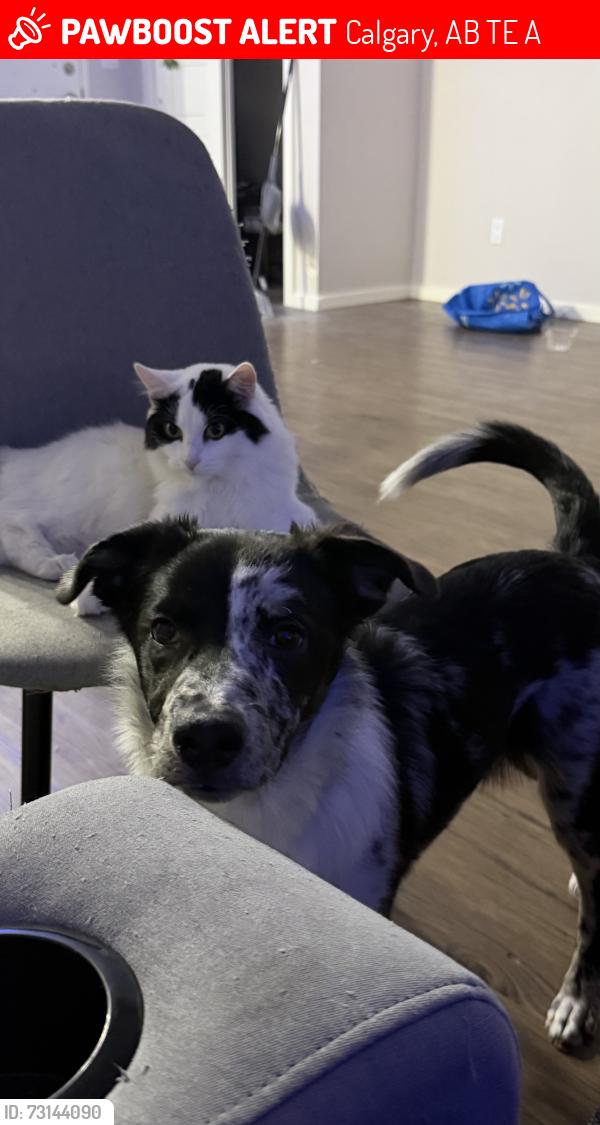 Lost Female Cat last seen Near ave ne, Calgary, AB T2E 3A9