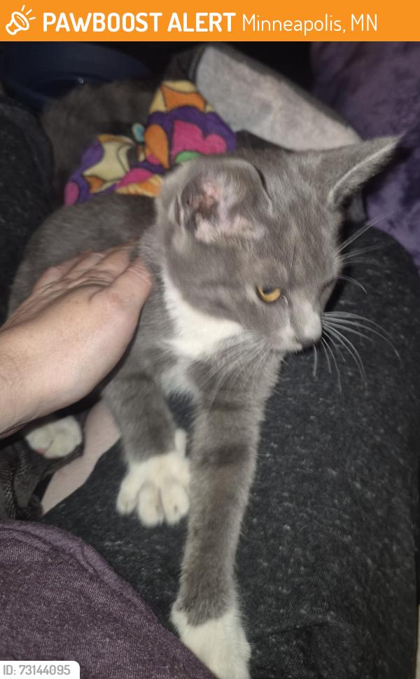 Found/Stray Female Cat last seen Northdale and olive, Minneapolis, MN 55448