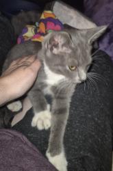 Found/Stray Female Cat last seen Northdale and olive, Minneapolis, MN 55448