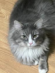 Lost Male Cat last seen Walton, New Caney, TX 77357
