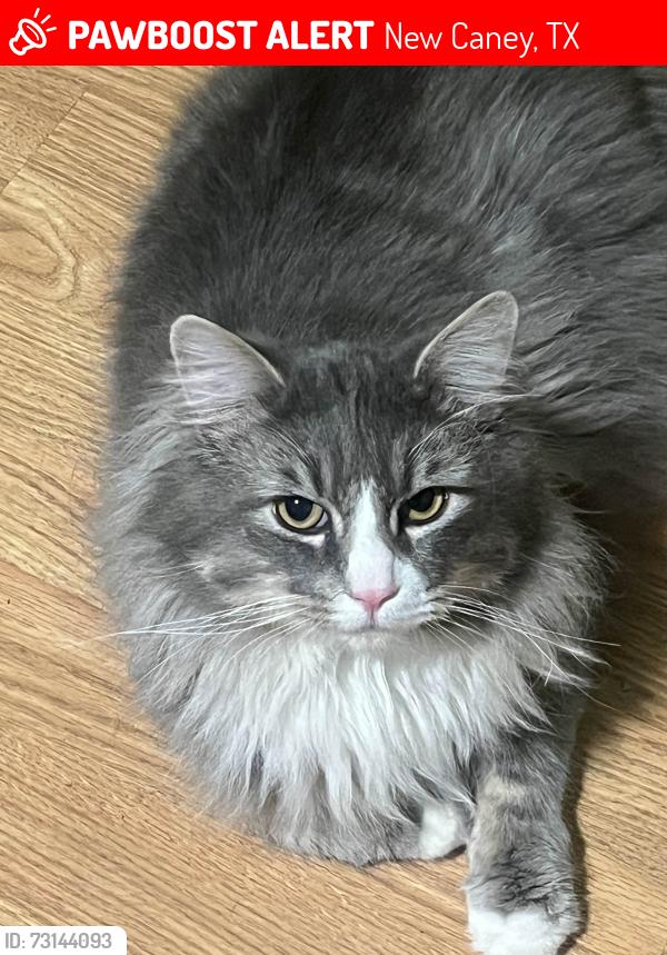 Lost Male Cat last seen Walton, New Caney, TX 77357