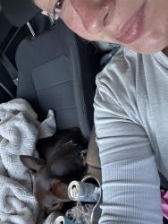 Reunited Male Dog last seen Obsevation nobb, Sullivan County, TN 37620