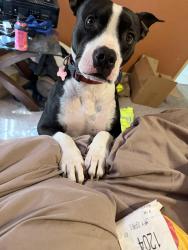Lost Male Dog last seen Harker heights, by the high school., Harker Heights, TX 76548