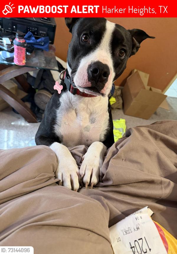 Lost Male Dog last seen Harker heights, by the high school., Harker Heights, TX 76548
