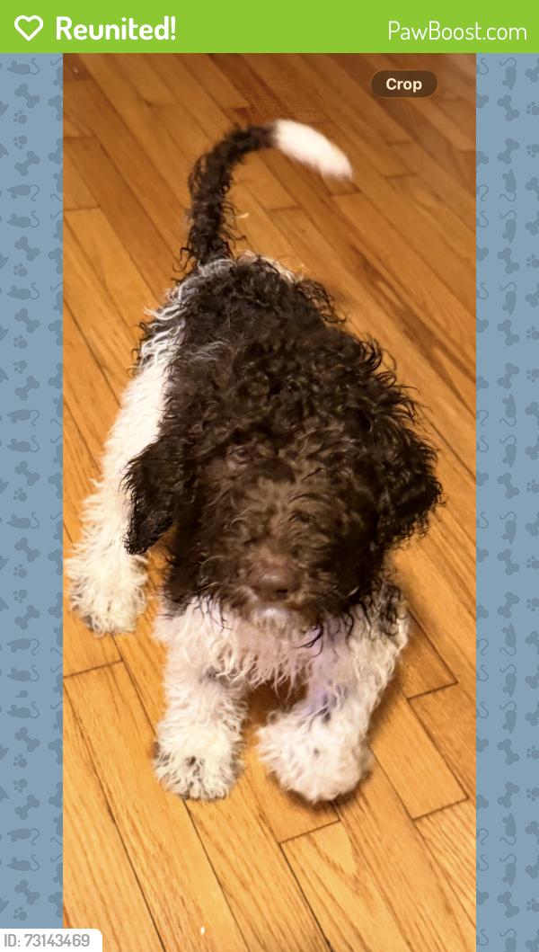 Reunited Female Dog last seen Near Kayton Ave, San Antonio, TX 78210, USA, San Antonio, TX 78210