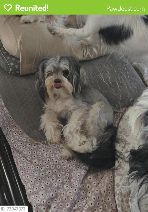 Reunited Male Dog last seen Arkansas and great southwest by the airport, Grand Prairie, TX 75052