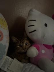 Lost Female Cat last seen Alderton, La Puente, CA 91744