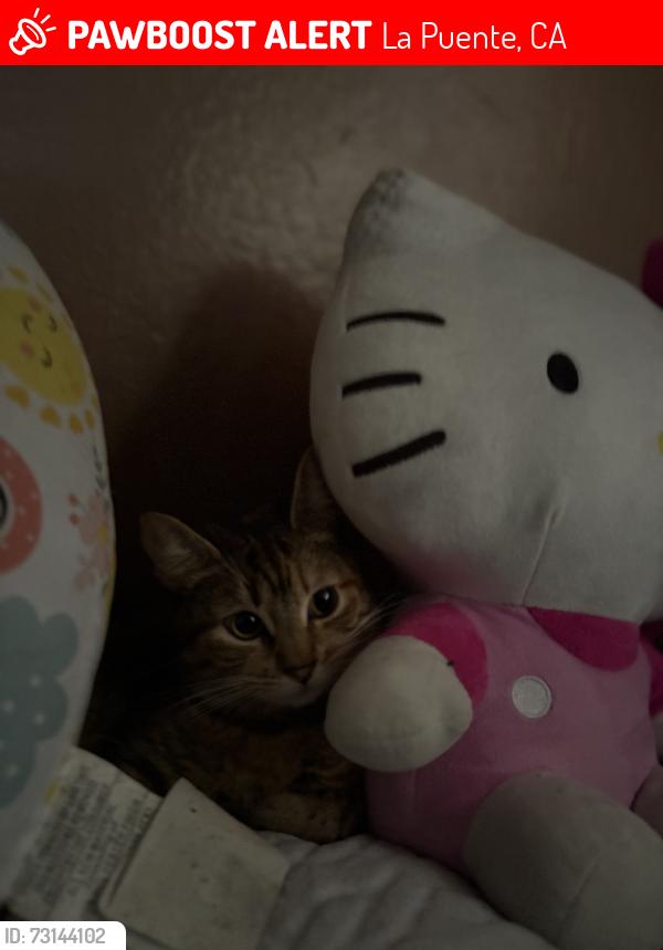 Lost Female Cat last seen Alderton, La Puente, CA 91744