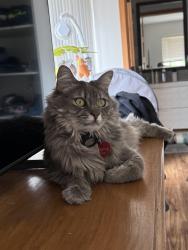 Reunited Female Cat last seen My Tami drive ,brilene lane, San Diego, CA 92111