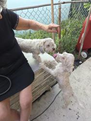 Reunited Unknown Dog last seen Near ave and 2 terrace, Miami, FL 33125