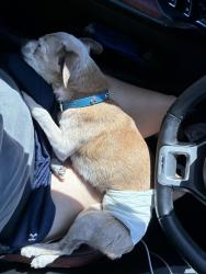 Reunited Male Dog last seen Mountain View neighborhood off of theme Rd, Whitney, NV 89122