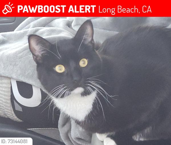 Lost Male Cat last seen Between 62nd & 72nd Alimitos yacht club, Long Beach, CA 90221