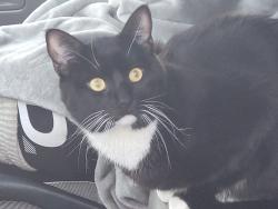 Lost Male Cat last seen Between 62nd & 72nd Alimitos yacht club, Long Beach, CA 90221