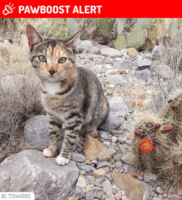 Lost Female Cat last seen Blackberry Inn Rd. Weaverville NC, Buncombe County, NC 28787
