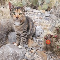 Lost Female Cat last seen Blackberry Inn Rd. Weaverville NC, Buncombe County, NC 28787