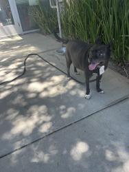 Found/Stray Male Dog last seen Bascom Community Center 1000 S Bascom Ave San Jose, CA 95128 United States, San Jose, CA 95128