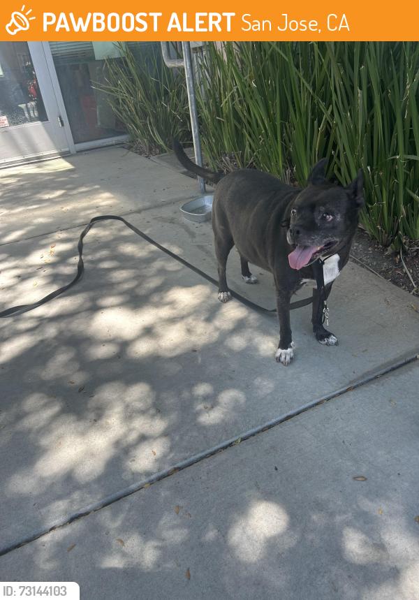 Found/Stray Male Dog last seen Bascom Community Center 1000 S Bascom Ave San Jose, CA 95128 United States, San Jose, CA 95128