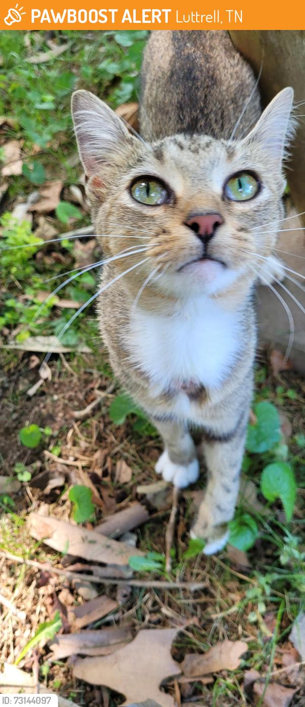 Found/Stray Female Cat last seen Bower Hollow Road and Rowe Chesney, Luttrell, TN 37779