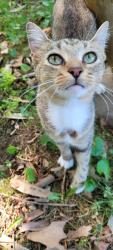 Found/Stray Female Cat last seen Bower Hollow Road and Rowe Chesney, Luttrell, TN 37779
