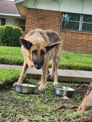 Found/Stray Female Dog last seen Edgebrook and Bronson, Houston, TX 77034