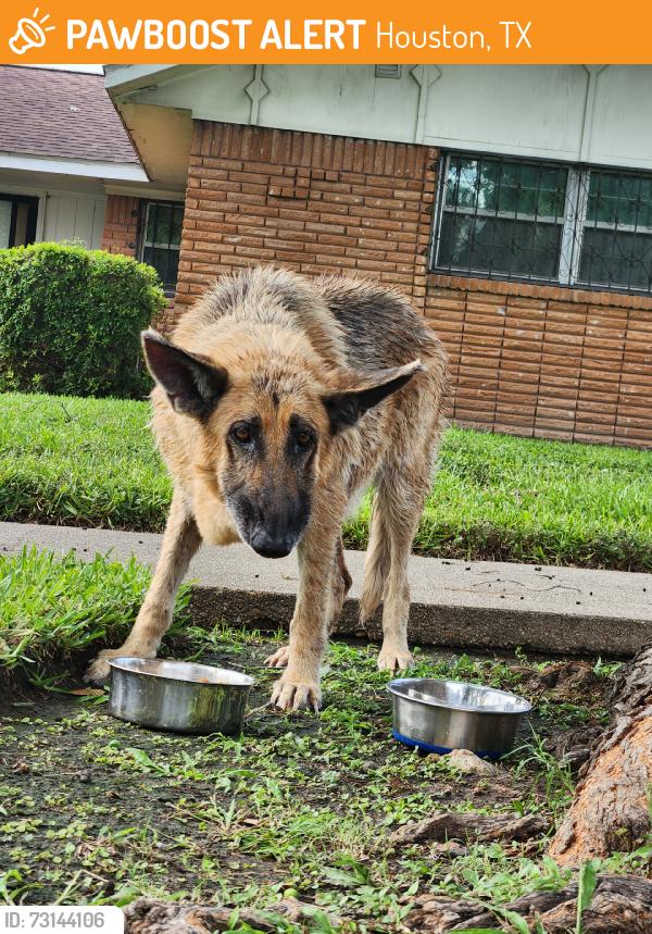 Found/Stray Female Dog last seen Edgebrook and Bronson, Houston, TX 77034