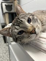 Shelter Stray Male Cat last seen Near S 1000 E, SALT LAKE CITY, UT, 84102, 511 W 3900 S, Salt Lake City, UT 84123, USA