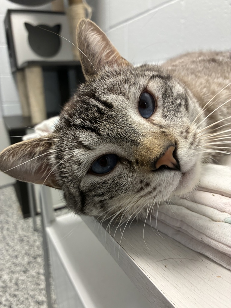 Shelter Stray Male Cat last seen Near S 1000 E, SALT LAKE CITY, UT, 84102, 511 W 3900 S, Salt Lake City, UT 84123, USA