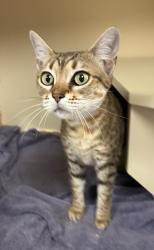 Shelter Stray Female Cat last seen Near S Commerce Drive, MURRAY CITY, UT, 84107, 511 W 3900 S, Salt Lake City, UT 84123, USA