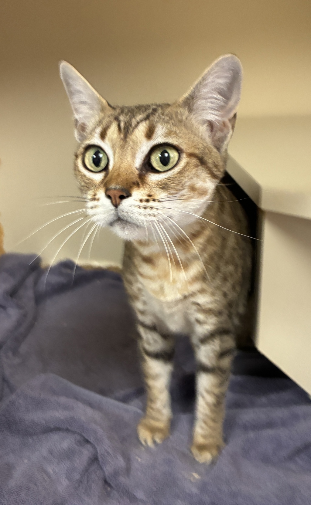 Shelter Stray Female Cat last seen Near S Commerce Drive, MURRAY CITY, UT, 84107, 511 W 3900 S, Salt Lake City, UT 84123, USA