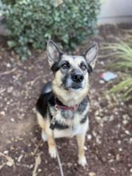 Shelter Stray Female Dog last seen Kurtz Street, San Diego, CA, 92110, 5500 Gaines St, San Diego, CA 92110, USA