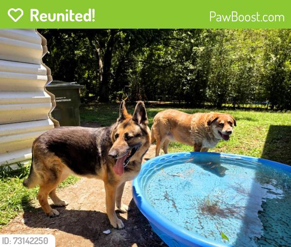 Reunited Unknown Dog last seen Corner of Cedar Creek Rd & Sloan, Fayetteville, NC 28306