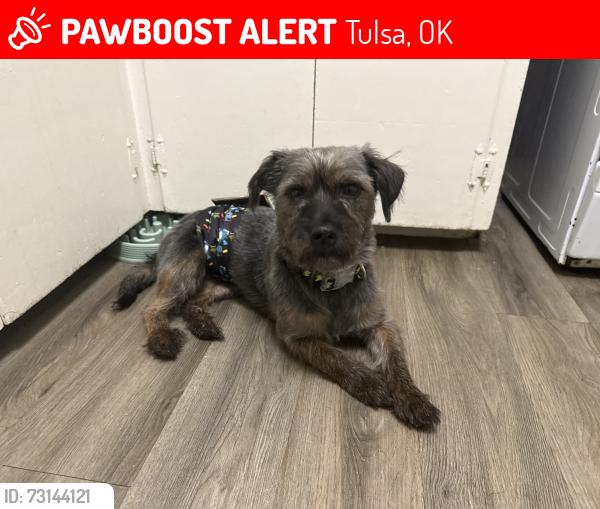 Lost Male Dog last seen E newton st, Tulsa, OK 74115