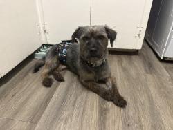 Lost Male Dog last seen E newton st, Tulsa, OK 74115