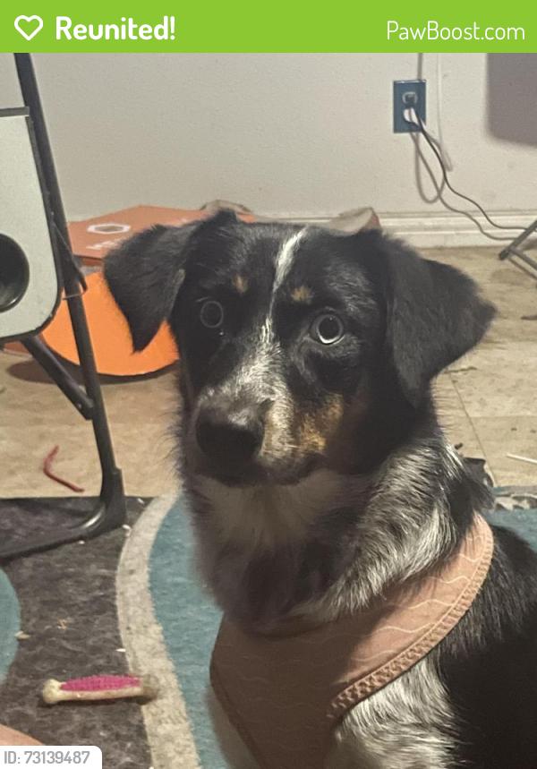 Reunited Female Dog last seen Silver Mill hoa, Katy, TX 77449