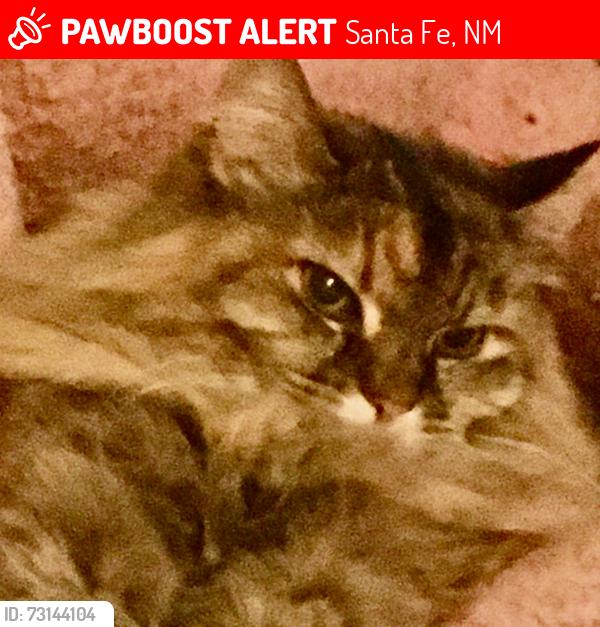 Lost Female Cat last seen Calle Loma Norte, Santa Fe, NM 87501