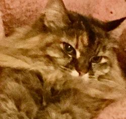 Lost Female Cat last seen Calle Loma Norte, Santa Fe, NM 87501