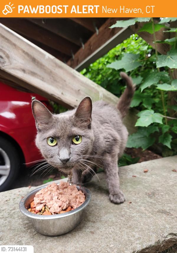 Found/Stray Unknown Cat last seen Mansfield and Division, New Haven, CT 06511