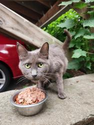 Found/Stray Unknown Cat last seen Mansfield and Division, New Haven, CT 06511