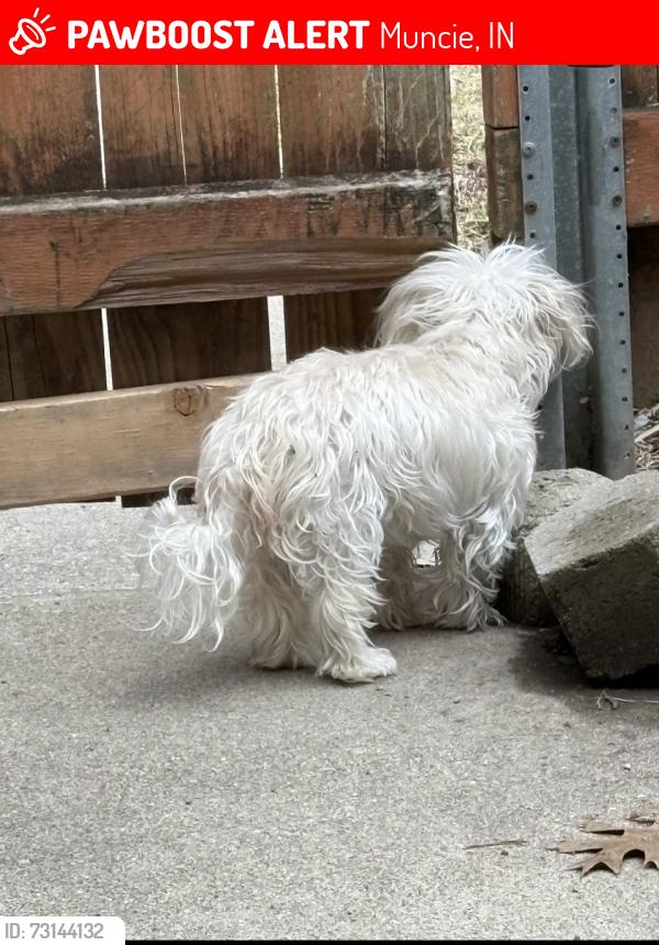 Lost Female Dog last seen Charter and Franklin, Muncie, IN 47303