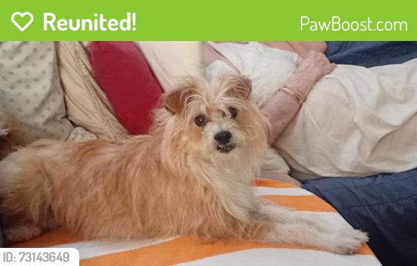 Reunited Male Dog last seen Frankfurt north dallas tollway, Dallas, TX 75287