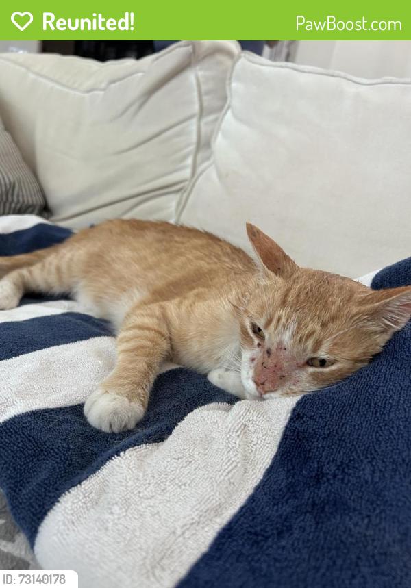 Reunited Male Cat last seen Millbrook and Cedar across from Fort Washington Golf Course, Fresno, CA 93730