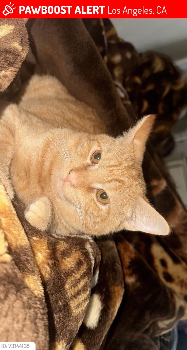 Lost Male Cat last seen 79th 88th street, Los Angeles, CA 90003