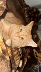 Lost Male Cat last seen 79th 88th street, Los Angeles, CA 90003