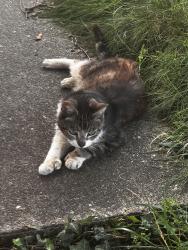 Reunited Unknown Cat last seen Edwards Ave and E 15th St, Richmond, VA 23224