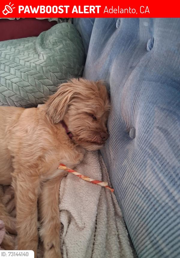 Lost Female Dog last seen ampm on air expressway&395 adelanto ca, Adelanto, CA 92301