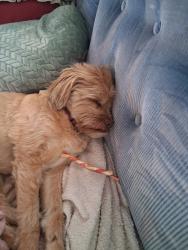 Lost Female Dog last seen ampm on air expressway&395 adelanto ca, Adelanto, CA 92301