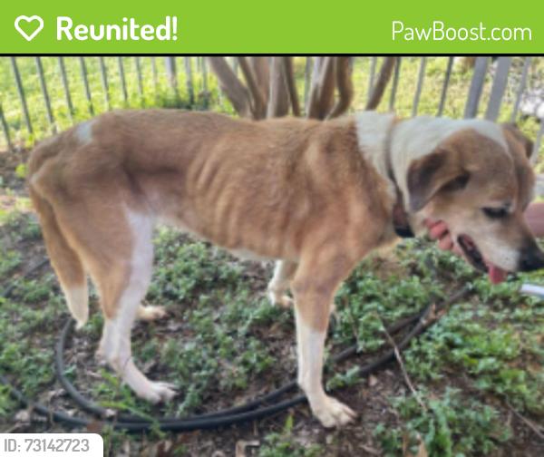 Reunited Female Dog last seen Near Flagstone Dr, Fort Worth, TX 76114, USA, Fort Worth, TX 76114