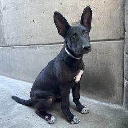 Shelter Stray Female Dog last seen , 361 S Raymond Ave, Pasadena, CA 91105, USA