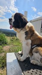 Reunited Female Dog last seen Summit at Autumn Hills, Camas, WA 98607