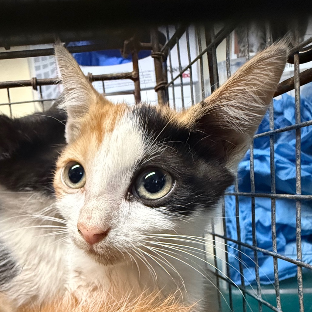 Shelter Stray Female Cat last seen , 361 S Raymond Ave, Pasadena, CA 91105, USA